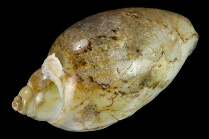 Polished, Chalcedony Replaced Gastropod Fossil - India #133538